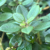 Rhododendron dendrocharis